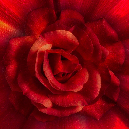 RED DREAM BIG ROSE Panel by Hoffman Fabrics